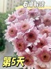 【AB级泡泡龙小雏菊】5支/份（满29元包邮） 商品缩略图3