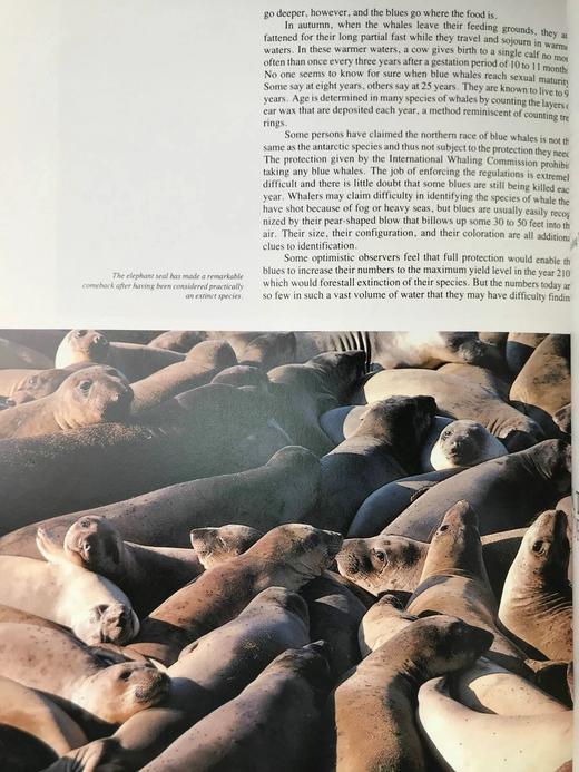 雅克·库斯托的海洋世界 385幅插图（361幅彩色） 精装大16开 商品图14