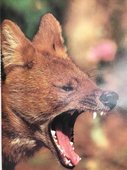 奥杜邦学会野生动物之书 181幅彩色插图 精装大16开 商品图13