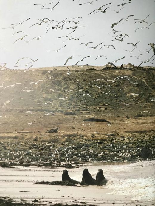 雅克·库斯托的海洋世界 385幅插图（361幅彩色） 精装大16开 商品图13