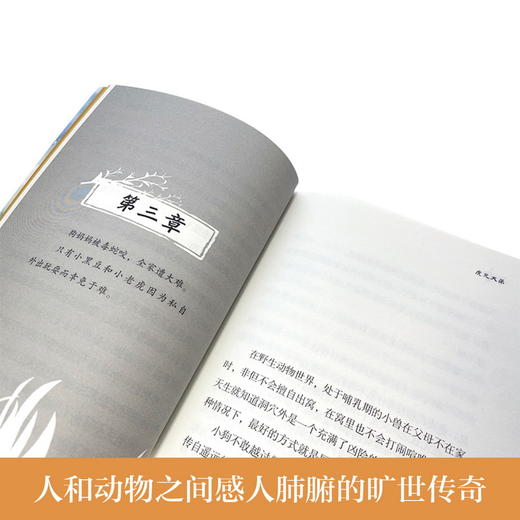 虎兄犬弟   2024年百班千人暑期书目6年级|祖庆说名师推荐正版课外阅读现货速发 商品图2