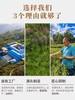 凤宁号 | 2024年 头春有机 百年古树茶 250g/罐 商品缩略图2