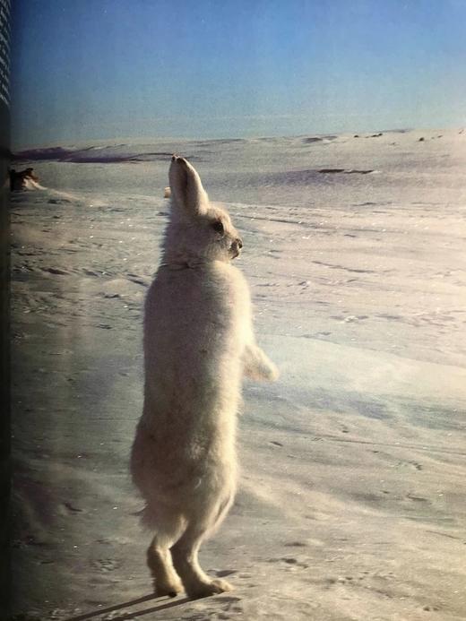 奥杜邦学会野生动物之书 181幅彩色插图 精装大16开 商品图14