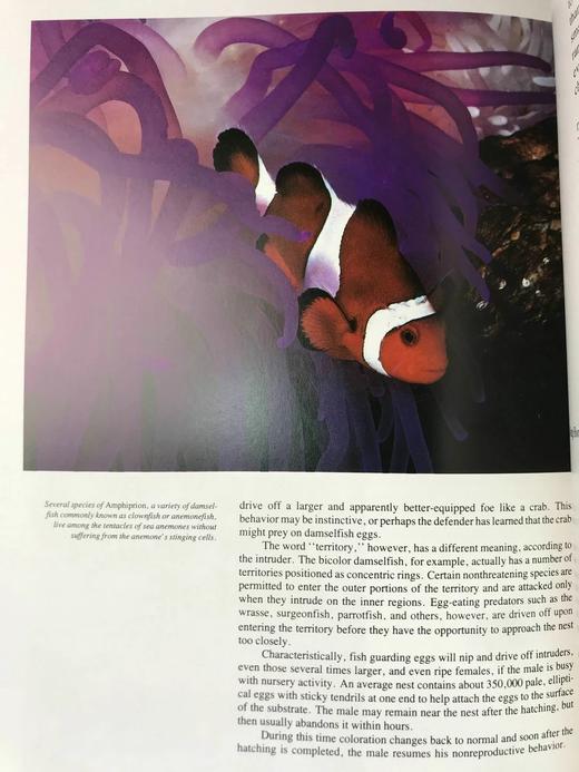 雅克·库斯托的海洋世界 385幅插图（361幅彩色） 精装大16开 商品图11