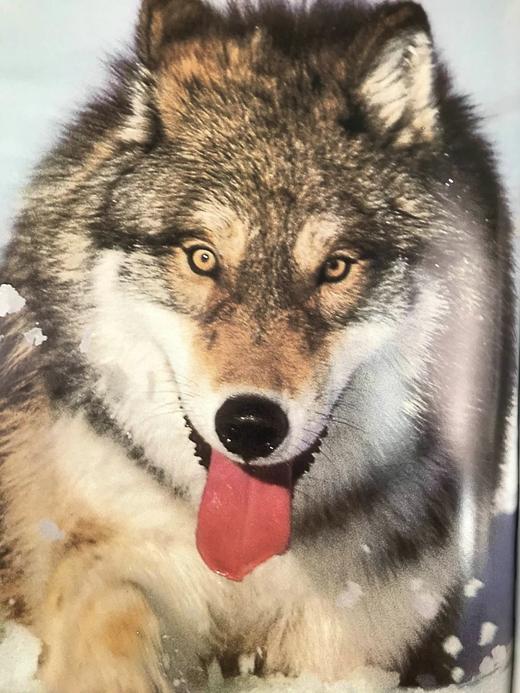 奥杜邦学会野生动物之书 181幅彩色插图 精装大16开 商品图12