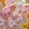 【AB级泡泡龙小雏菊】5支/份（满29元包邮） 商品缩略图0