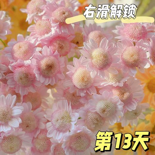 【AB级泡泡龙小雏菊】5支/份（满29元包邮） 商品图5