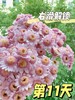 【AB级泡泡龙小雏菊】5支/份（满29元包邮） 商品缩略图4