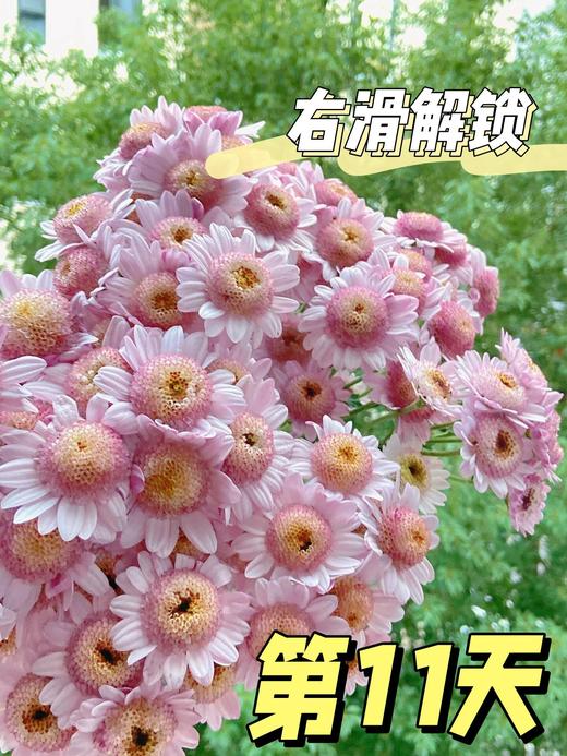 【AB级泡泡龙小雏菊】5支/份（满29元包邮） 商品图4