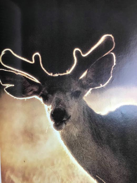 奥杜邦学会野生动物之书 181幅彩色插图 精装大16开 商品图8