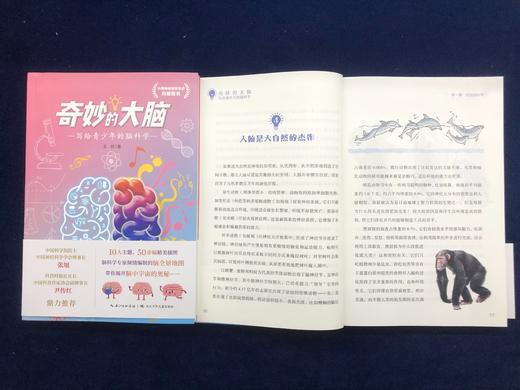 奇妙的大脑：写给青少年的脑科学   2024年百班千人暑期书目9年级|祖庆说名师推荐正版课外阅读现货速发 商品图1