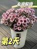 【AB级泡泡龙小雏菊】5支/份（满29元包邮） 商品缩略图2