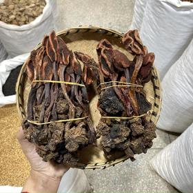 回春草