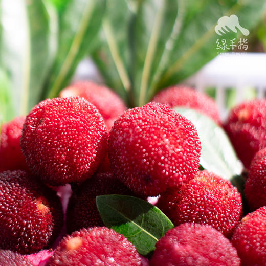 生态杨梅 （浙江）| 合作生产*Eco-waxberry | Coproduction 商品图1