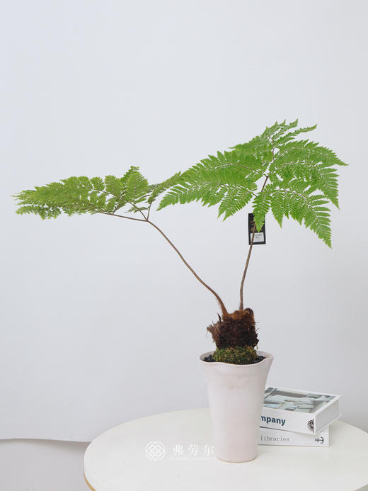 红鳞蕨 商品图0