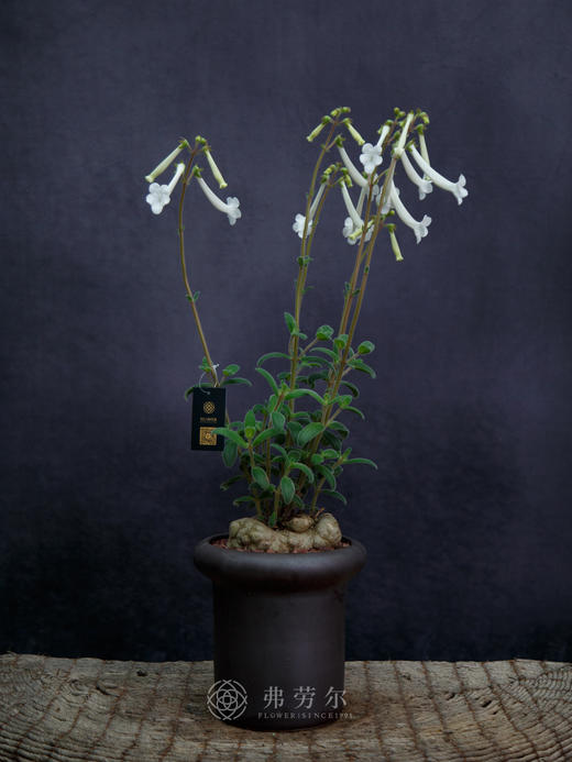 断崖女王 商品图0