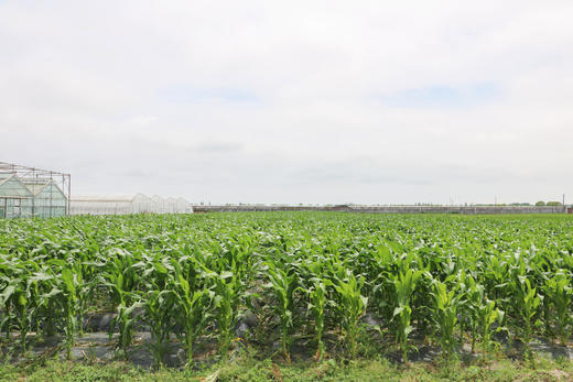 星辉彩甜糯玉米十斤装 商品图4