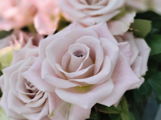 曼塔玫瑰10支 商品图1