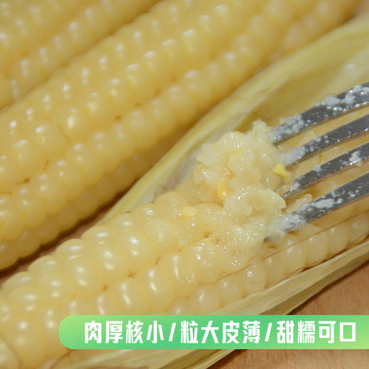 【纱衣拇指糯玉米】绿色食品认证 西双版纳 软糯皮薄 香味浓郁 颗粒饱满 代脂代餐 2种规格任选 商品图4