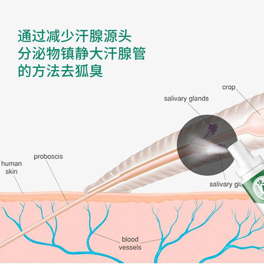 【香体止汗露】纯春堂云南本草去狐臭止汗腋臭除臭狐臭净腋下喷雾持久香体露女男士专用去味异味 商品图2