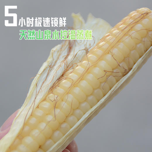 【纱衣拇指糯玉米】绿色食品认证 西双版纳 软糯皮薄 香味浓郁 颗粒饱满 代脂代餐 2种规格任选 商品图1