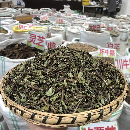 猫须草 500克每袋 肾茶 云南西双版纳产 商品图1