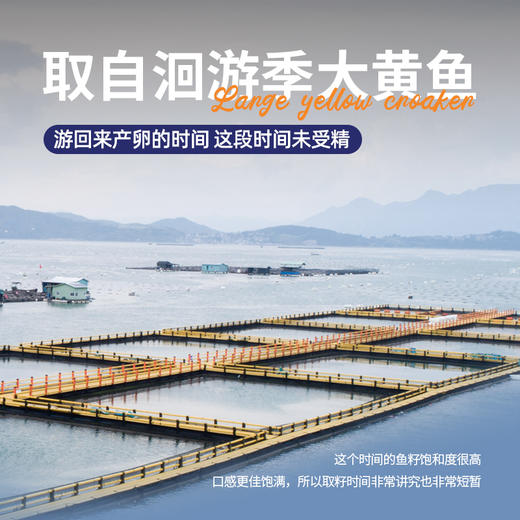 三都港洄游黄花鱼籽200g*4包 商品图4