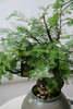 水杉 商品缩略图1