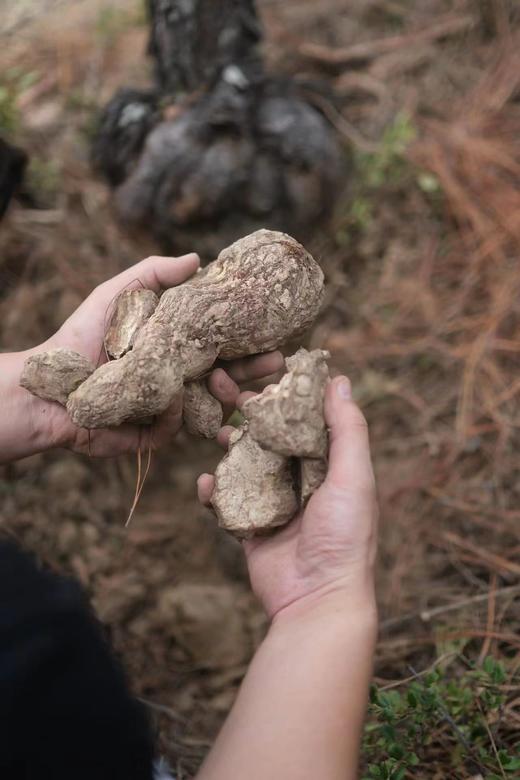 【丽江野茯苓】高海拔自然生长  肉质密实  粘性强  500克/份 商品图1