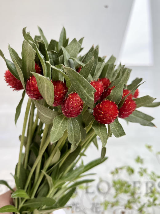 国产花材-【千日红】 商品图1