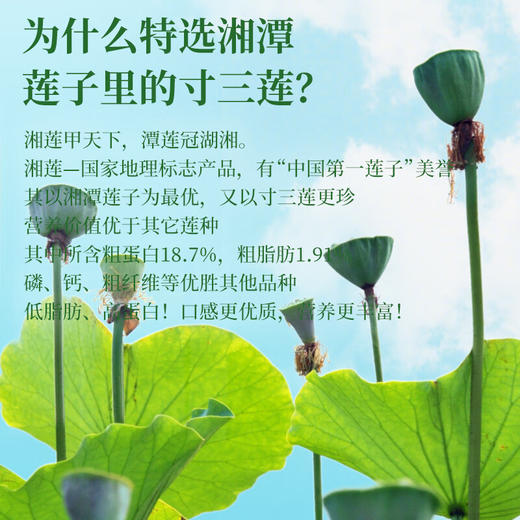 神农金康 湘莲子250克/罐 通心磨皮干货银耳糯耳羹配料 原生态真滋补 喝护家人健康 商品图2