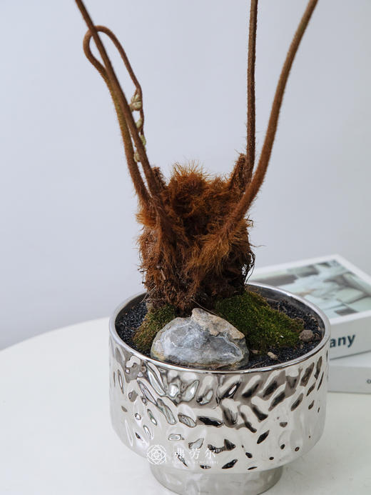 红鳞蕨 商品图2