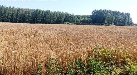 生态绿麦全麦面粉 商品图2