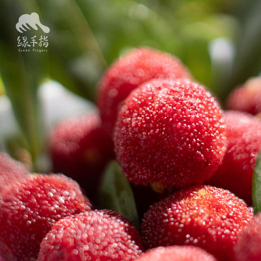 生态杨梅 （浙江）| 合作生产*Eco-waxberry | Coproduction 商品图0