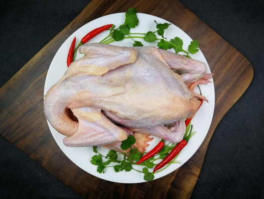 北京油鸡 童子鸡