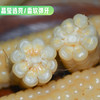 【纱衣拇指糯玉米】绿色食品认证 西双版纳 软糯皮薄 香味浓郁 颗粒饱满 代脂代餐 2种规格任选 商品缩略图5