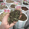 猫须草 500克每袋 肾茶 云南西双版纳产 商品缩略图3