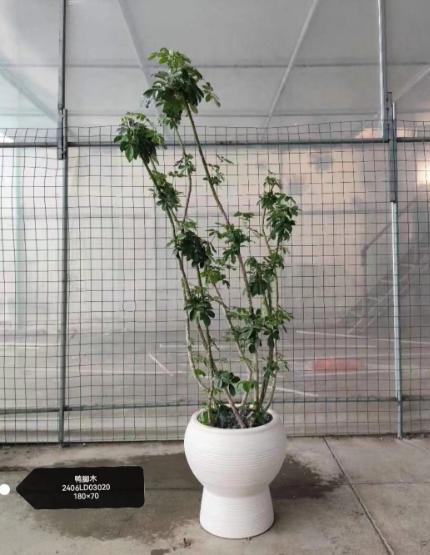 鸭脚木 商品图0