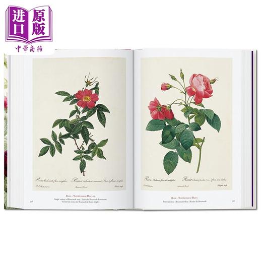 【中商原版】Redouté Book of Flowers 进口艺术 雷杜德 花之书 40周年纪念版 植物花卉手绘插画作品集 商品图1
