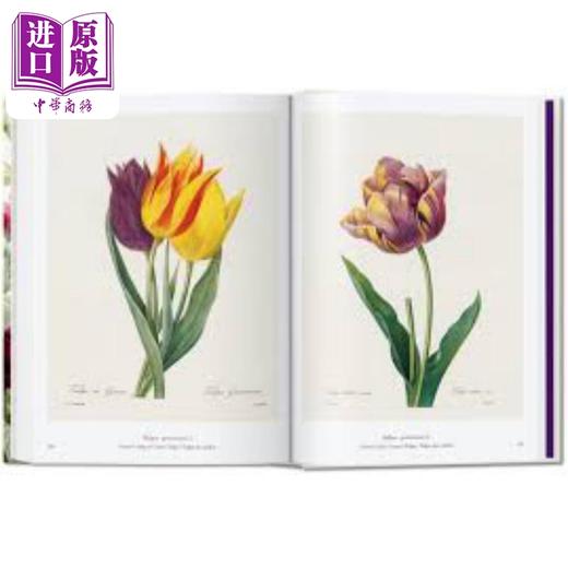 【中商原版】Redouté Book of Flowers 进口艺术 雷杜德 花之书 40周年纪念版 植物花卉手绘插画作品集 商品图4