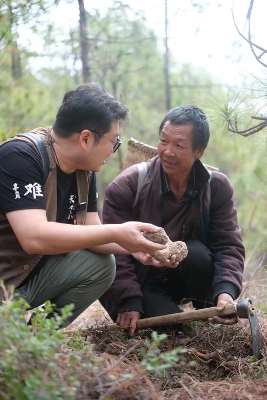 【丽江野茯苓】高海拔自然生长  肉质密实  粘性强  500克/份 商品图3