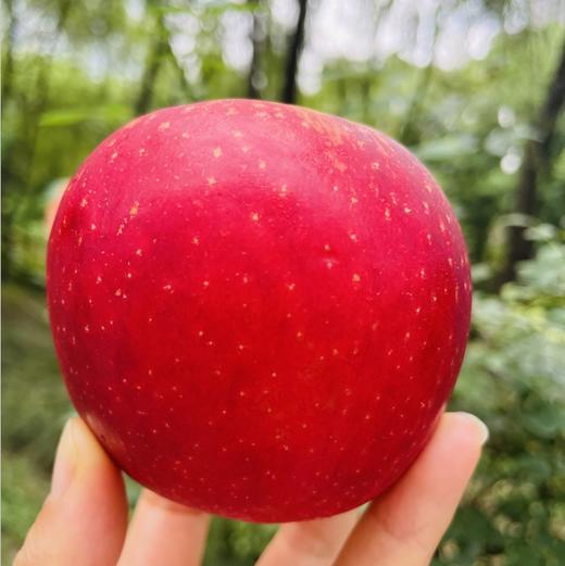 新西兰红玫瑰美人儿来啦，今年新西兰新果子，红艳艳的，清脆鲜活，带着玫瑰香，心子里有红晕呢～ 商品图1