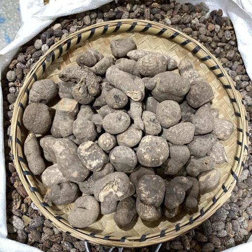 三叶青 特级选装 商品图2