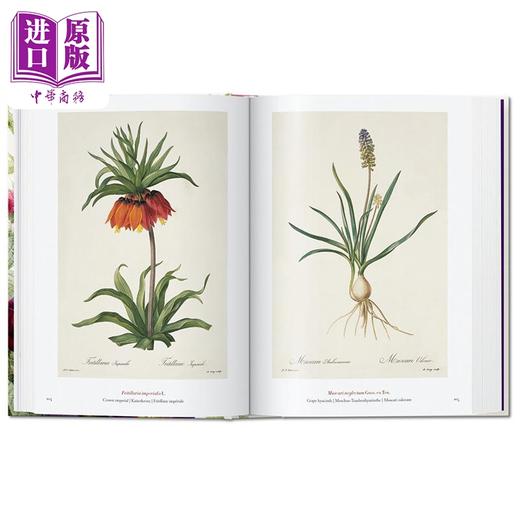【中商原版】Redouté Book of Flowers 进口艺术 雷杜德 花之书 40周年纪念版 植物花卉手绘插画作品集 商品图2