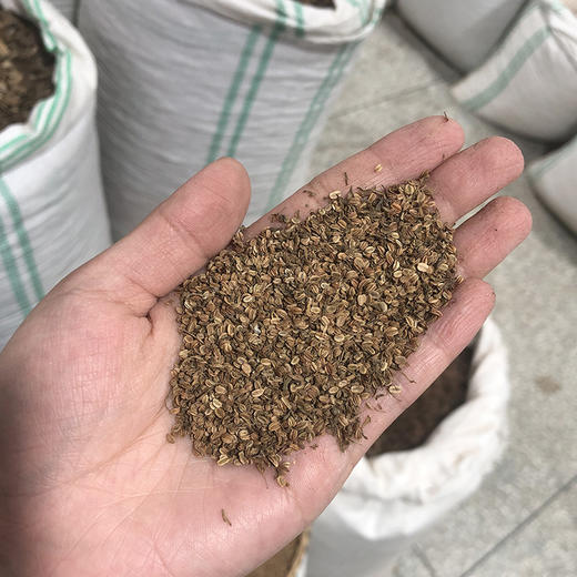 蛇床子 过筛灰少 干净新货 商品图4