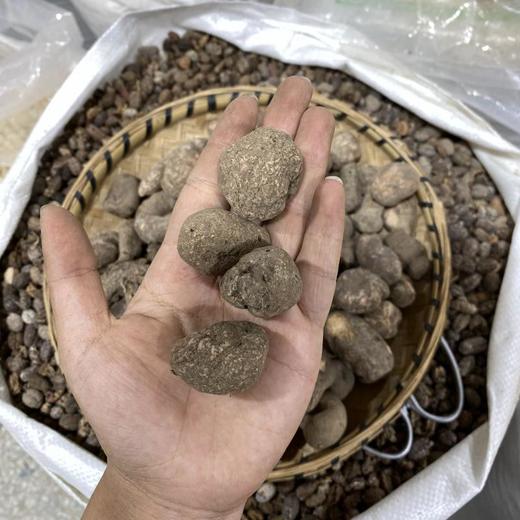 三叶青 特级选装 商品图1