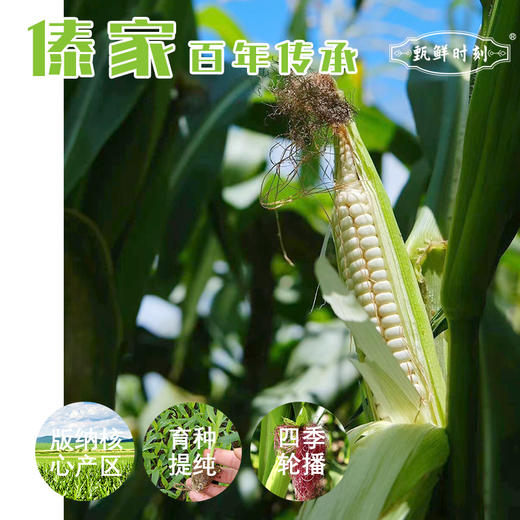 【纱衣拇指糯玉米】绿色食品认证 西双版纳 软糯皮薄 香味浓郁 颗粒饱满 代脂代餐 2种规格任选 商品图7