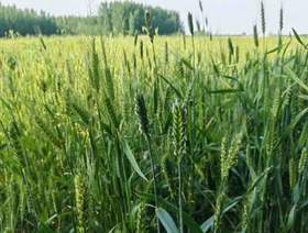 生态绿麦全麦面粉