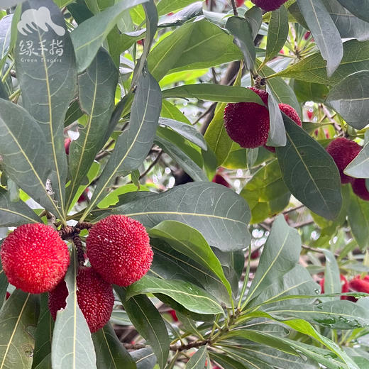 生态杨梅 （浙江）| 合作生产*Eco-waxberry | Coproduction 商品图2
