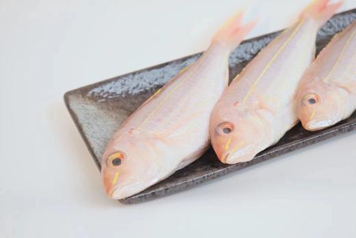 D广远红杉鱼(海钓金钱鱼) 商品图3